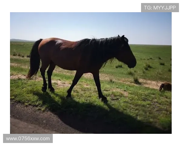 非洲雄狮崛起：揭示大草原背后的王者崛起与生态变革 - 副本 - 副本 - 副本 (2)